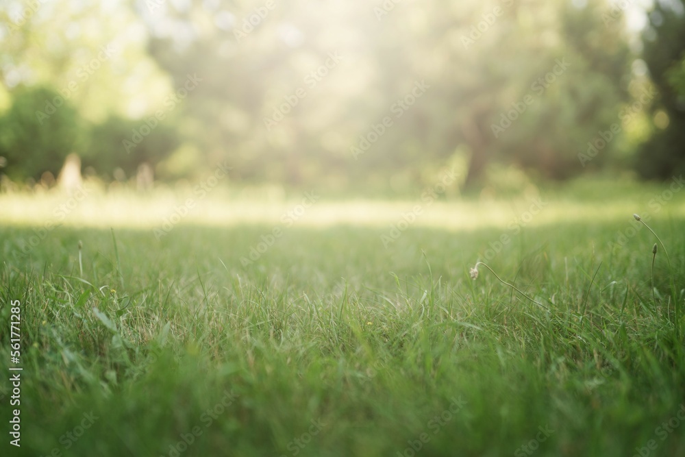 grass in the park