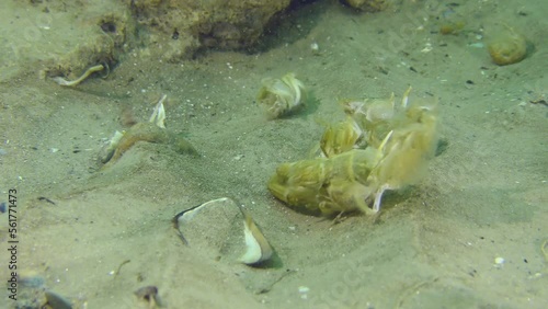 Mediterranean mud shrimp or burrowing shrimp (Upogebia pusilla): their presence in the biocenosis is indicated only by their old empty shells after molting, which can be seen on the seabed.