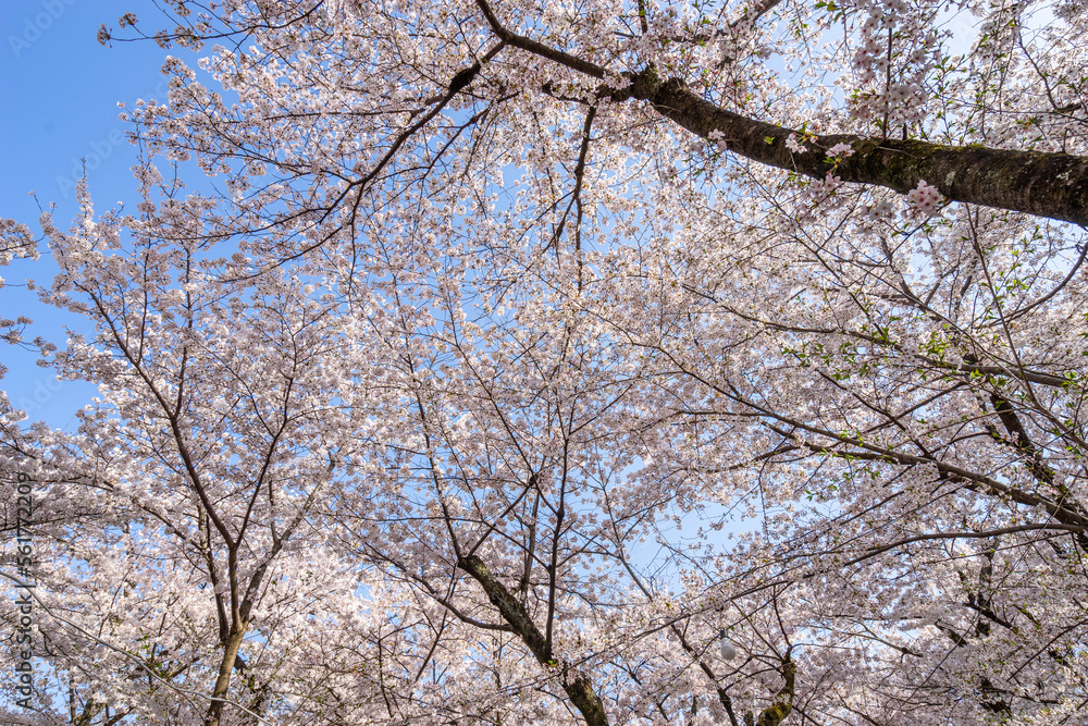 Beauiful white cherry blossom flowers with all of them in backgrpund. Beauiful white cherry blossom flowers with all of them in backgrpund.