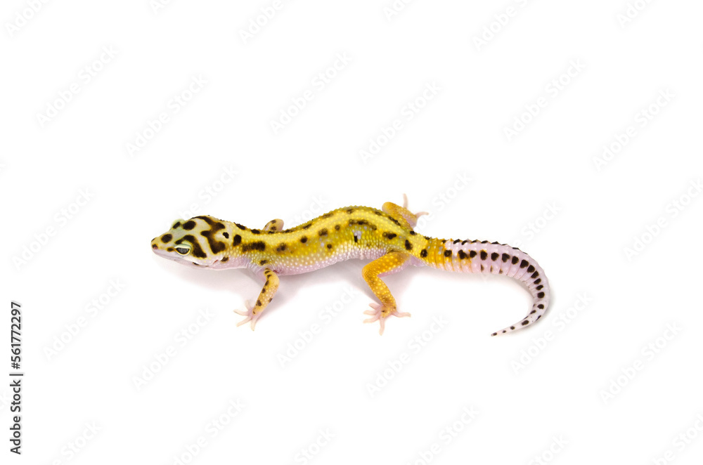 Obraz premium Leopard gecko white background