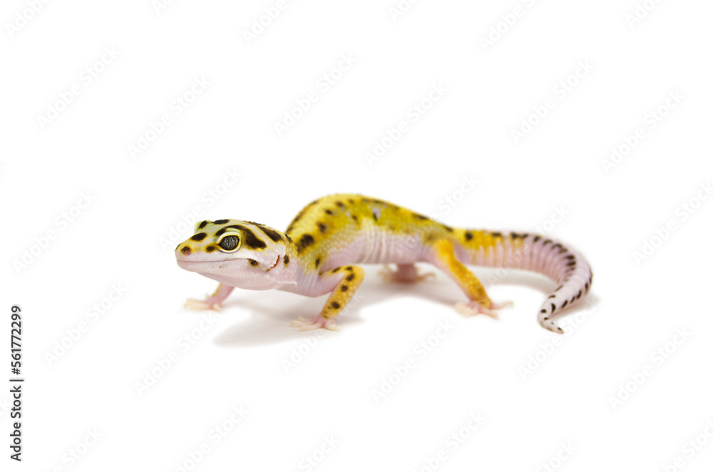 Fototapeta premium Leopard gecko white background