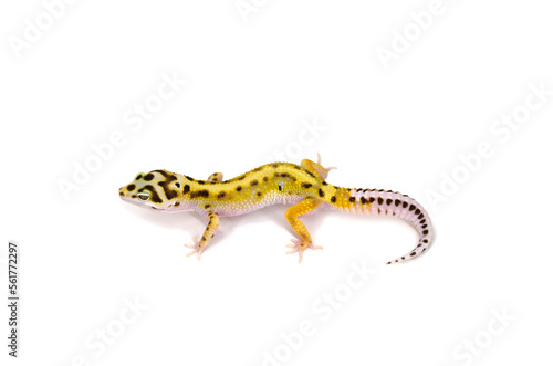 Leopard gecko white background © Ksenia Bisler