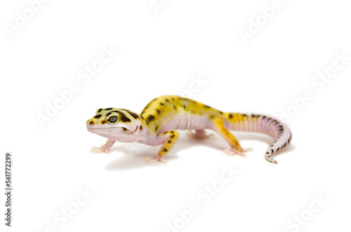 Leopard gecko white background
