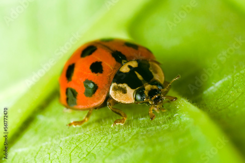 Close up of the Harlequin ladybird Harmonia axyridis in a garden in the UK