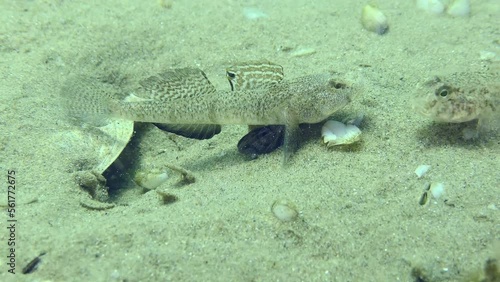 Breeding Marbled goby (Pomatoschistus marmoratus): the male guarding the nest defeats the annoying guest in a duel of nerves, the enemy retires. photo