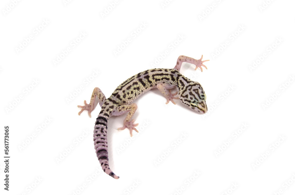 Naklejka premium Iranian Fat-Tailed Gecko white background