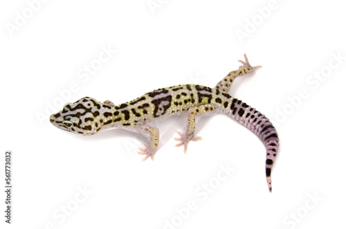 Iranian Fat-Tailed Gecko white background 