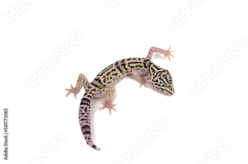 Iranian Fat-Tailed Gecko white background 