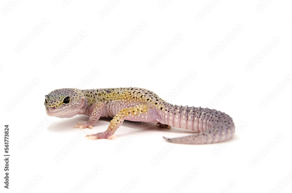 Naklejka premium Leopard gecko white background
