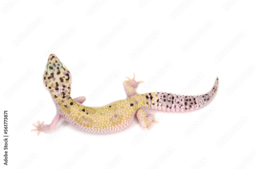 Naklejka premium Leopard gecko white background