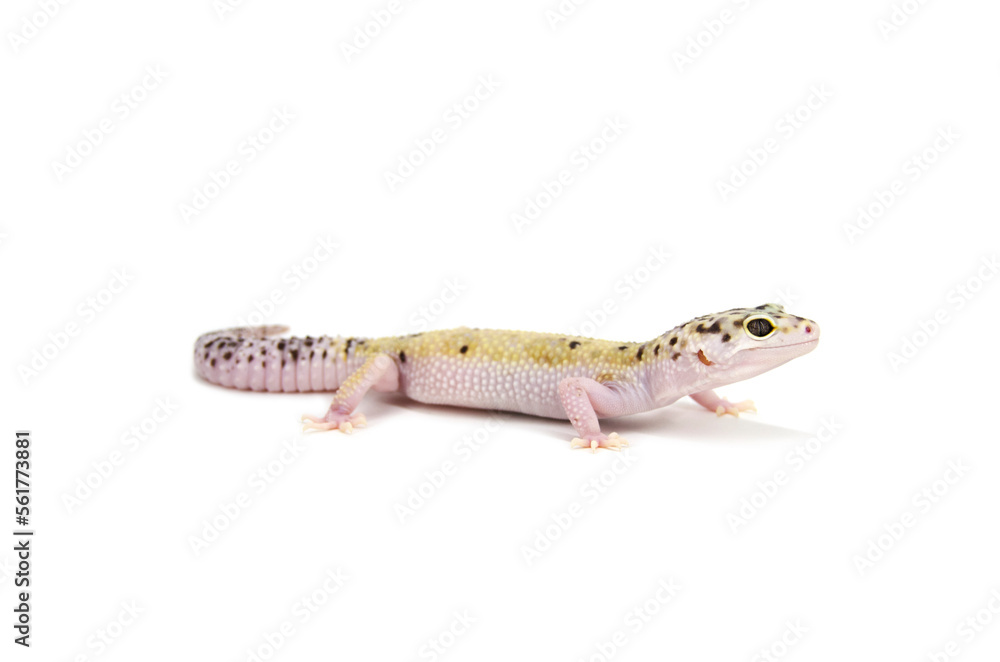 Naklejka premium Leopard gecko white background