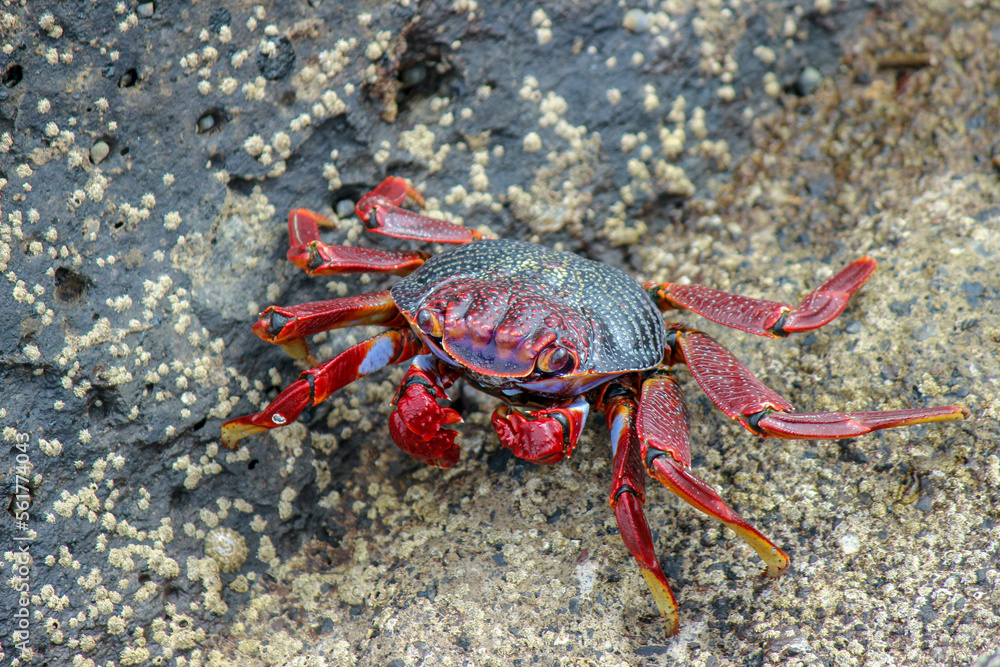 the excited crab