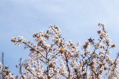Spring bloom white flowers. Cherry blossom twigs on blue sky background