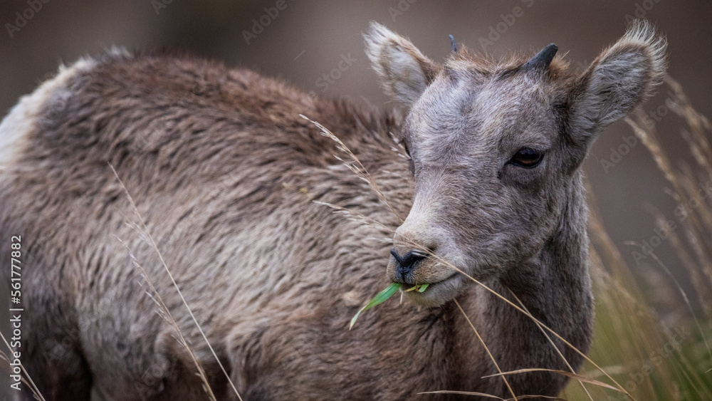 Badlands wildlife