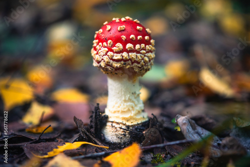 fly agaric mushroom in autumn woods