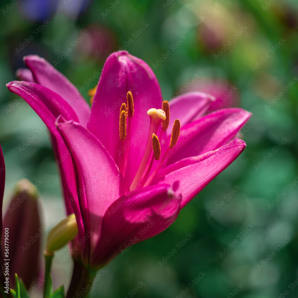 Blooming tender Lily flower grows in a flower bed.