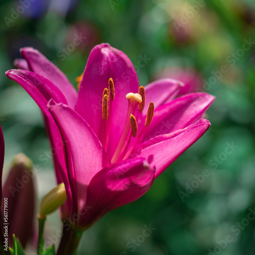 Blooming tender Lily flower grows in a flower bed.