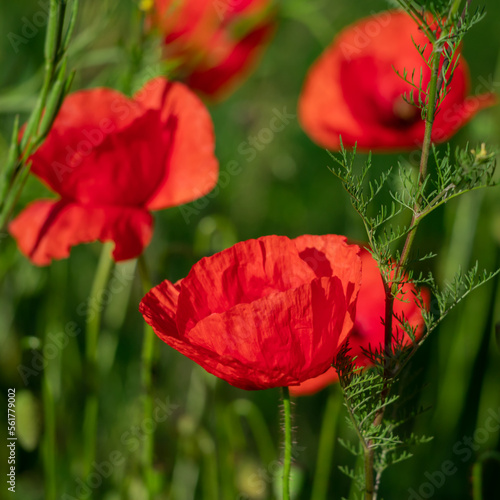 Field of poppy flowers papaver rhoeas in spring.
