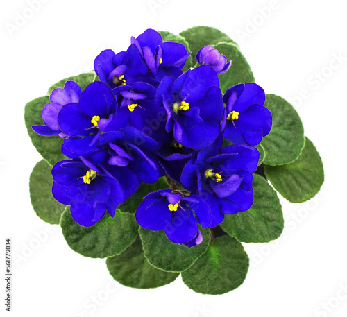 Violet flower. Beautiful isolated indoor plant. Top view photo
