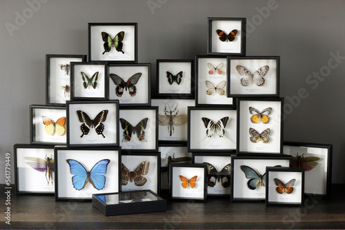 A collection of butterflies in frames photo
