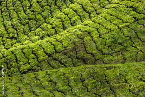 Malaysia, Cameron Highlands, Tea field