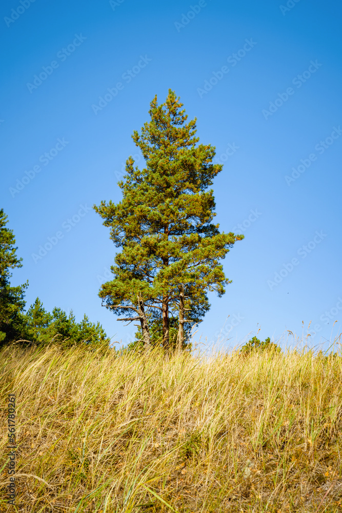 Obraz premium Tall pine tree in autumn meadow, yellow vegetation
