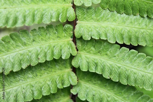 green leaf texture
