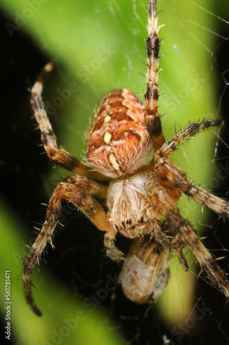 Garden spider (araneus diadematus) feeding on a small beetle