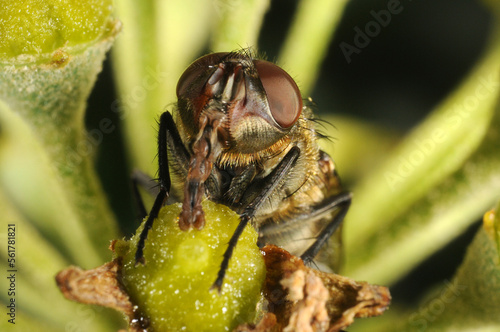 close up of fly on ivy flowers feeding. photo