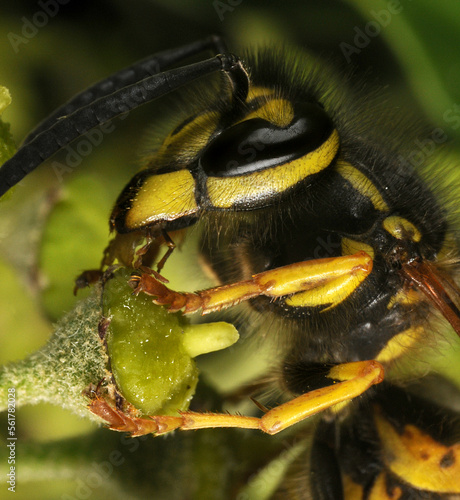 Close up of the common garden wasp (vesper vulgaris) feeding on ivy