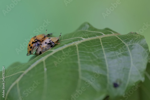A pair of Aspidomorpha miliaris beetles are mating. photo