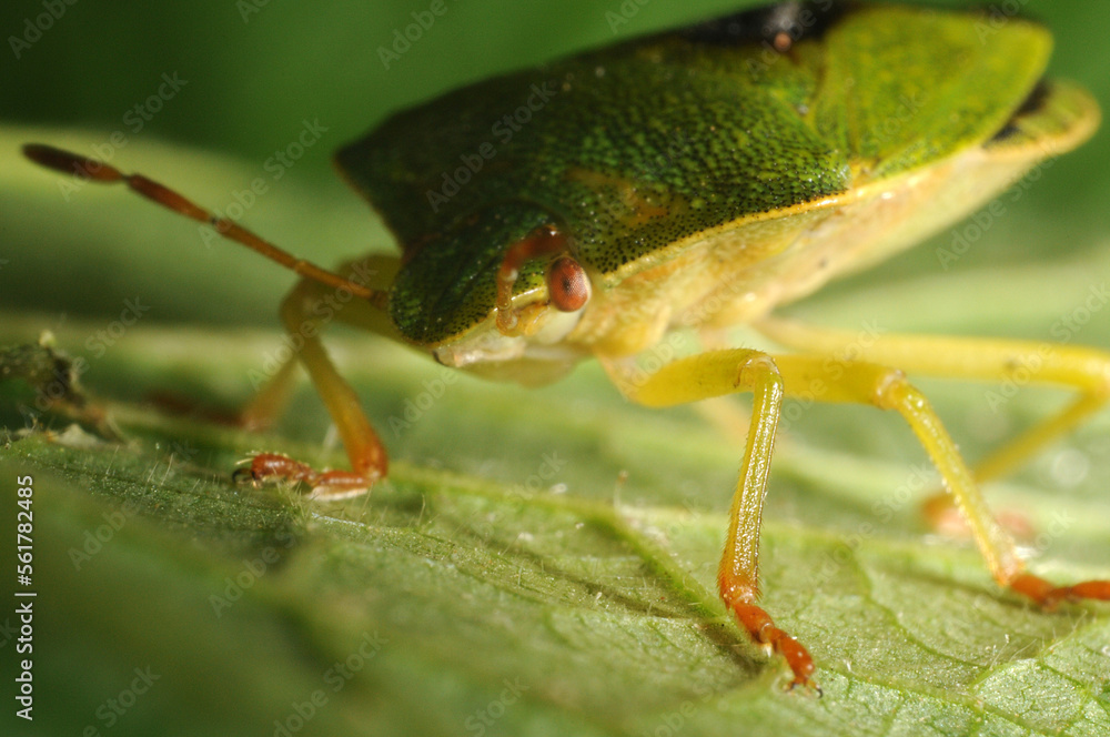Green shieldbug on leaf. Palomina Prasina, Order Hemiptera sub order Heteroptera Family Acanthosomidae Green shieldbug on leaf. Palomina Prasina, Order Hemiptera sub order Heteroptera Family Acanthosomidae