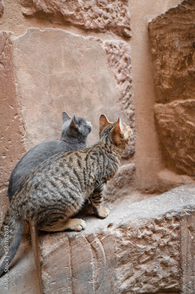Cats sit in a rock of ruins looking up Cats sit in a rock of ruins looking up