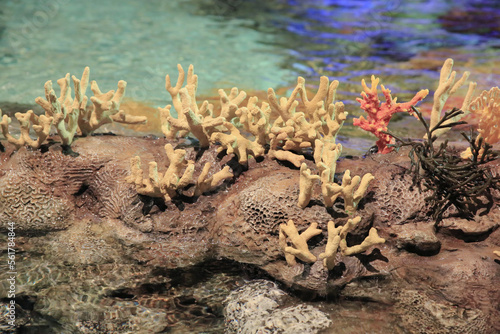 Fototapeta Naklejka Na Ścianę i Meble -  Colorful healthy corals on the reef, the tank concept