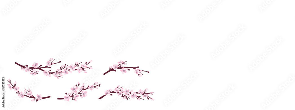 Cherry blossom. A set of branches with cherry blossoms isolated on a white background. Japanese sakura. Vector illustration