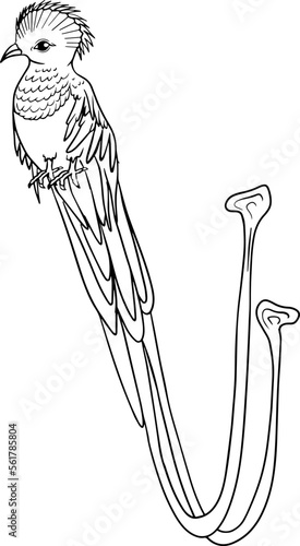Quetzal. Vector sketch of hand drawn bird. Linear animals art. 