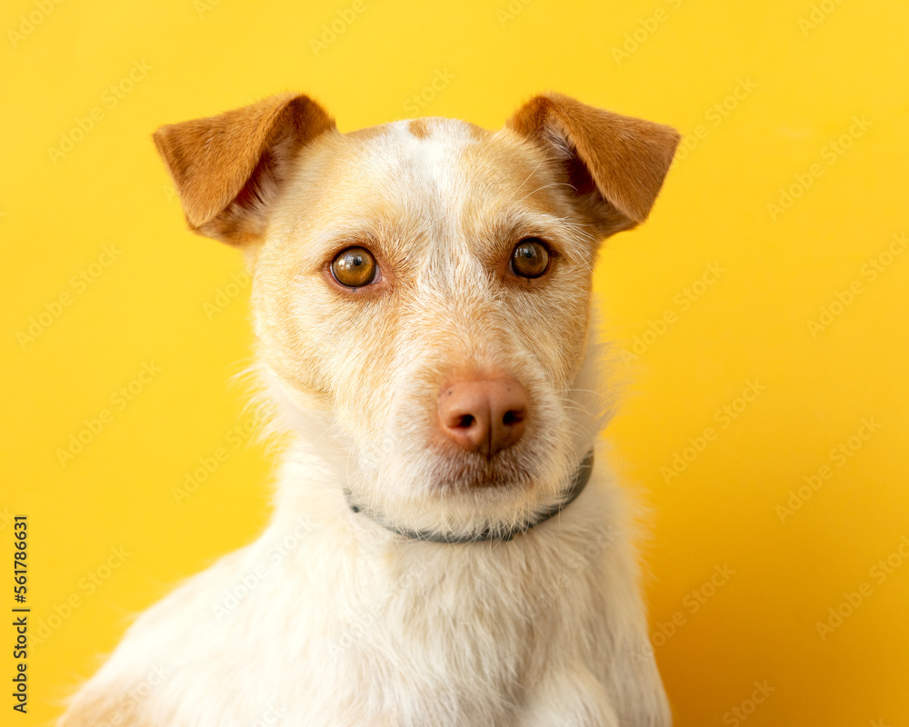 Portrait of a dog breed podenco on a yellow background.