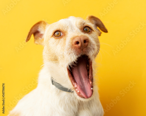 Portrait of a dog breed podenco on a yellow background. dog yawning