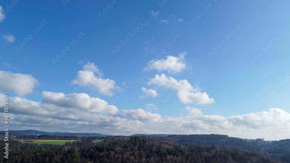Forest in lush green with healthy conifers Forest in lush green with healthy conifers