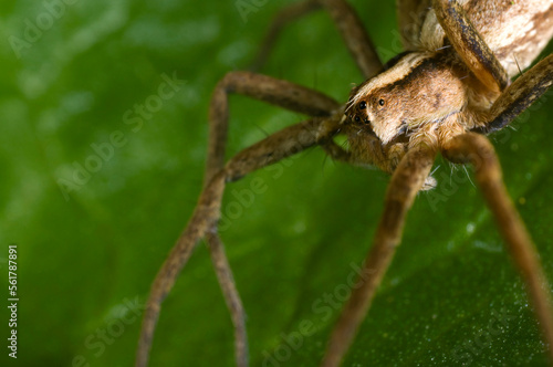 Extreme close up of the nursery web spider, Pisaura Mirabilis, female © Wildwatertv