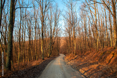 A dirt road through the forest in late autumn