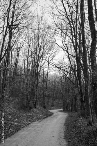 a dirt road through a leafless forest in black and white © sebi_2569