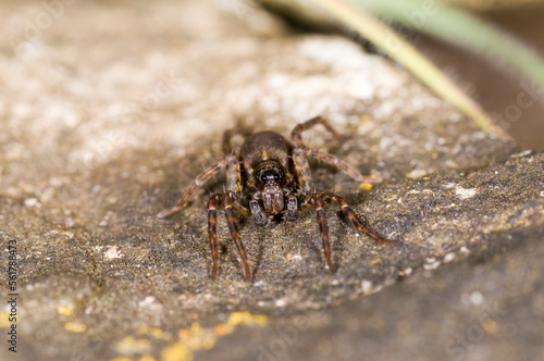 a wolf spider Pardosa Amentata, in a garden in the UK