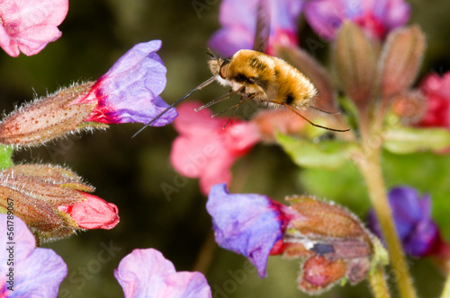 Major bee-fly (Bombylius major) about to use its long feeding tube to suck nectar from a pulmonaria flower photo