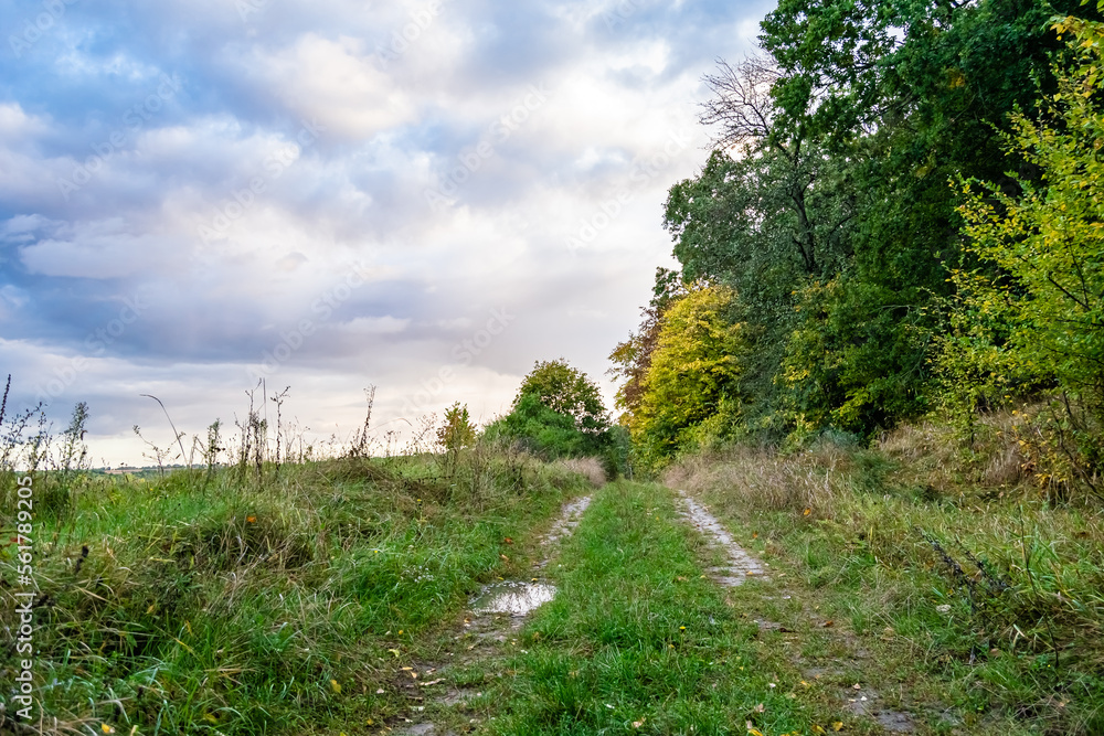 Photography on theme beautiful footpath in wild foliage woodland Photography on theme beautiful footpath in wild foliage woodland