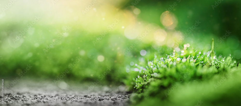Spring background - Green Forest plant With Sunlight Spring background - Green Forest plant With Sunlight