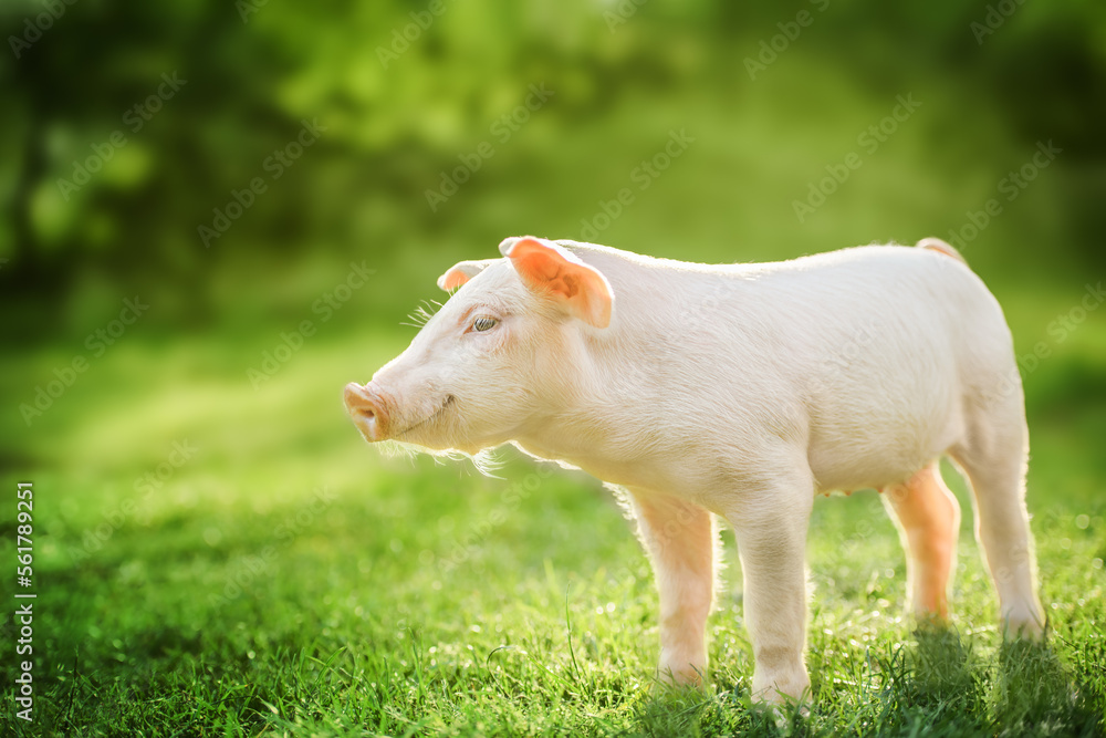 Cute baby pig relaxing on green grass background