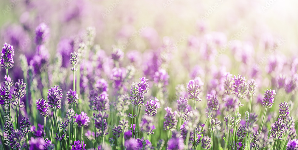 Beautiful violet Lavender field summer sunset landscape