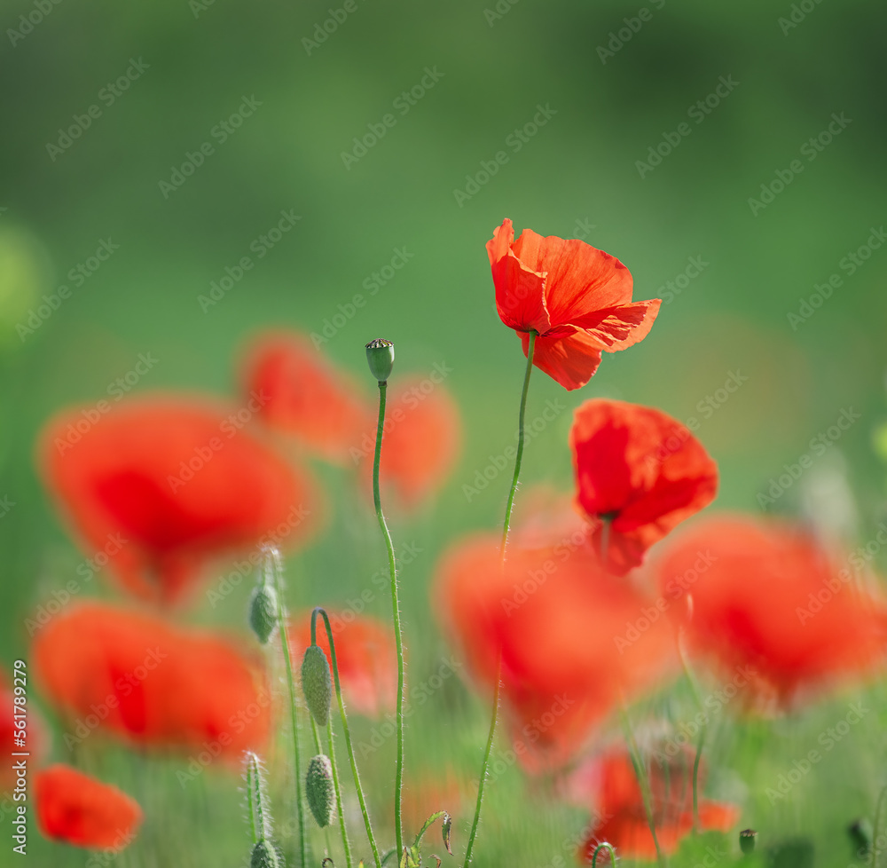 Naklejka premium Flowers Red poppies blossom on wild field.