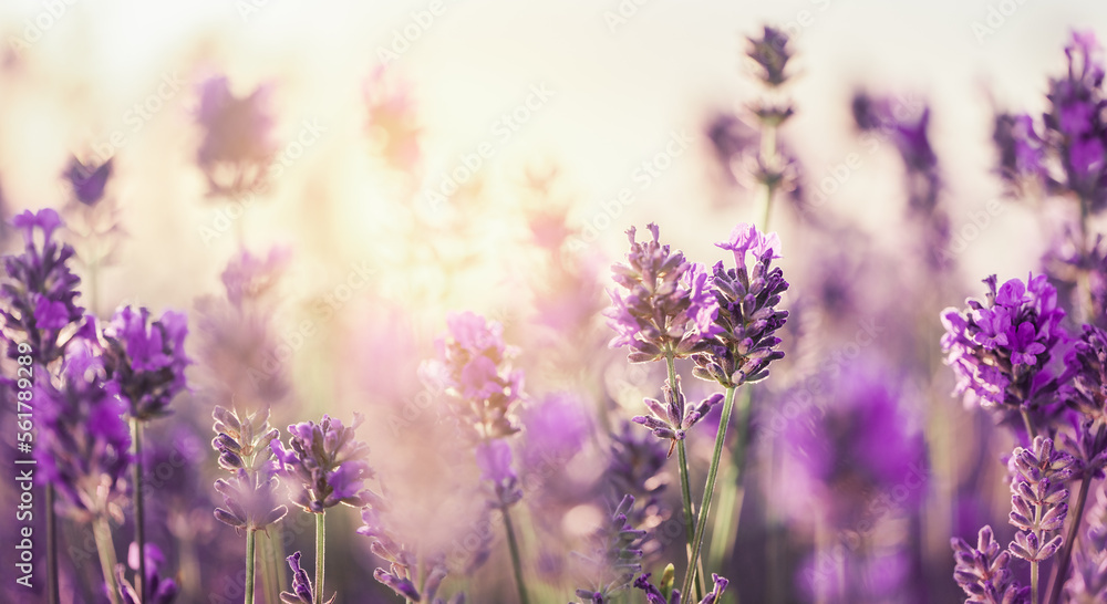 Sunset over a violet lavender field, lavandula officinalis. Sunset over a violet lavender field, lavandula officinalis.